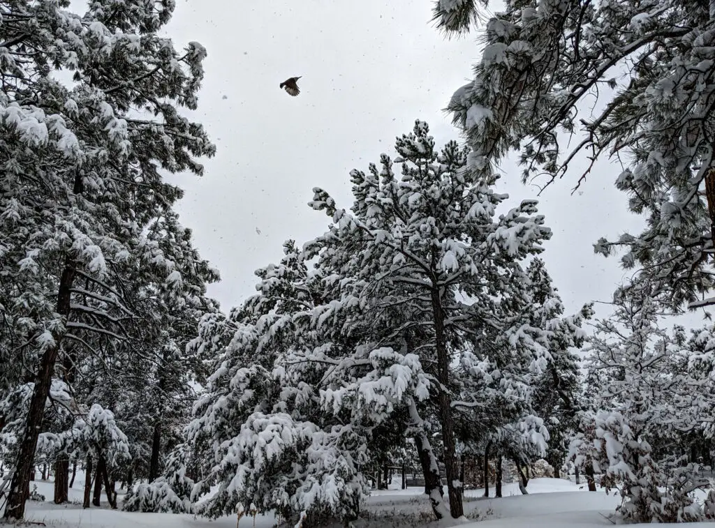 Snow flakes and a large bird fly between snow laden Ponderosa and pinyon pines.